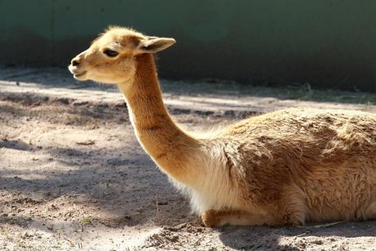 Vikunja Zoo Vivarium Darmstadt 2019