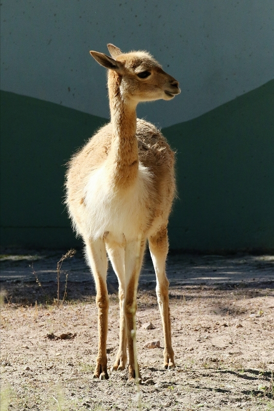 Vikunja Zoo Vivarium Darmstadt 2019