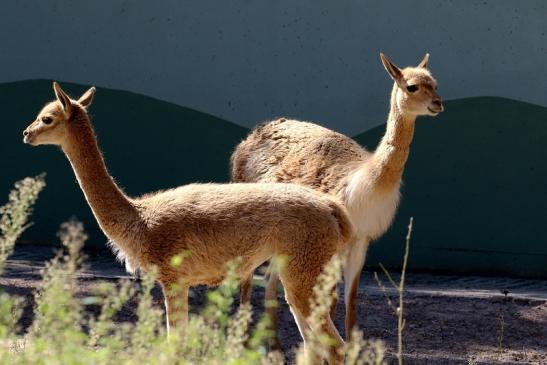 Vikunja Zoo Vivarium Darmstadt 2019