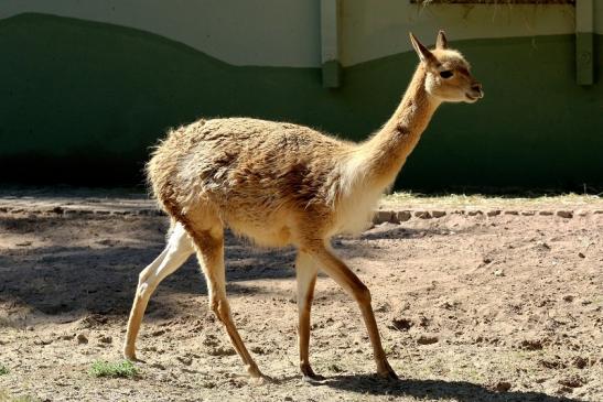 Vikunja Zoo Vivarium Darmstadt 2019