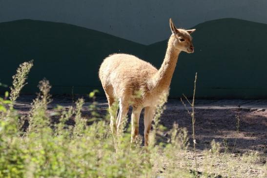 Vikunja Zoo Vivarium Darmstadt 2019