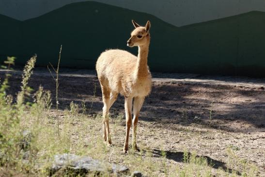 Vikunja Zoo Vivarium Darmstadt 2019