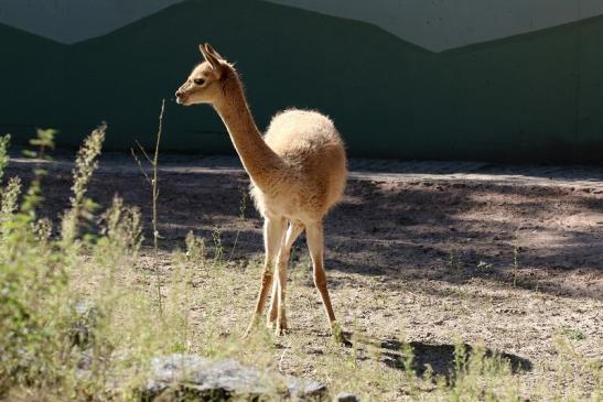 Vikunja Zoo Vivarium Darmstadt 2019