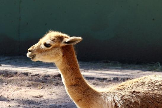 Vikunja Zoo Vivarium Darmstadt 2019