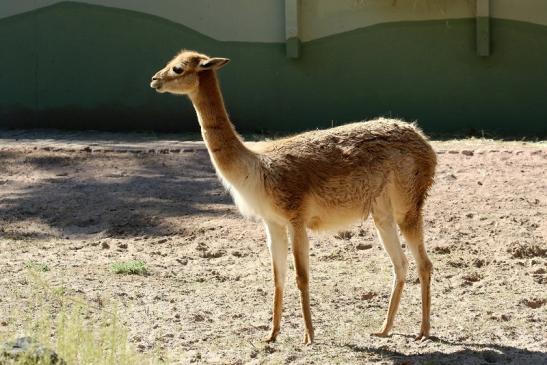 Vikunja Zoo Vivarium Darmstadt 2019