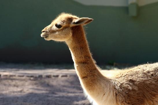 Vikunja Zoo Vivarium Darmstadt 2019