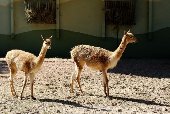 Vikunja Zoo Vivarium Darmstadt 2019