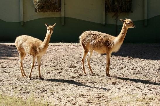 Vikunja Zoo Vivarium Darmstadt 2019