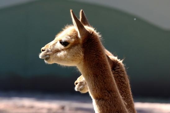 Vikunja Zoo Vivarium Darmstadt 2019