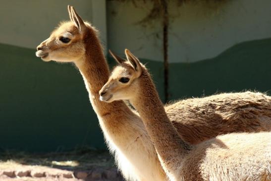 Vikunja Zoo Vivarium Darmstadt 2019