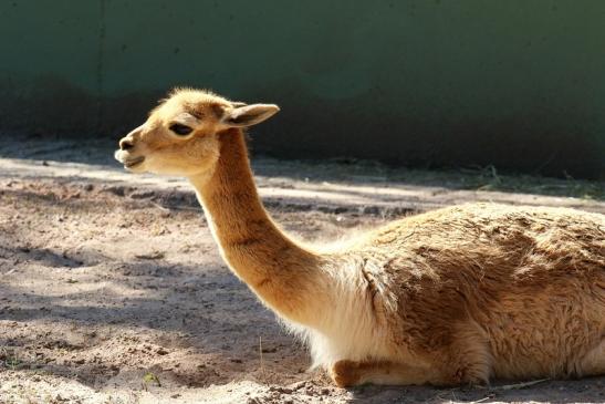 Vikunja Zoo Vivarium Darmstadt 2019