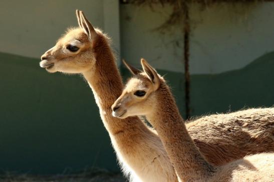 Vikunja Zoo Vivarium Darmstadt 2019