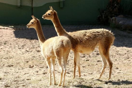 Vikunja Zoo Vivarium Darmstadt 2019