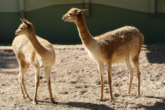 Vikunja Zoo Vivarium Darmstadt 2019