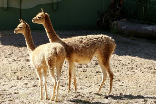 Vikunja Zoo Vivarium Darmstadt 2019