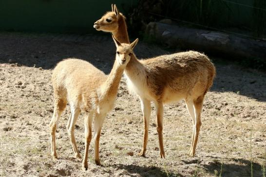 Vikunja Zoo Vivarium Darmstadt 2019