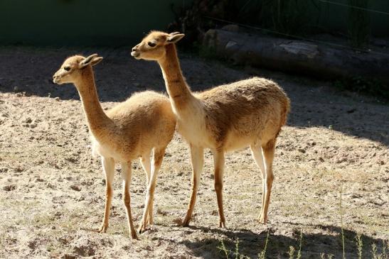 Vikunja Zoo Vivarium Darmstadt 2019