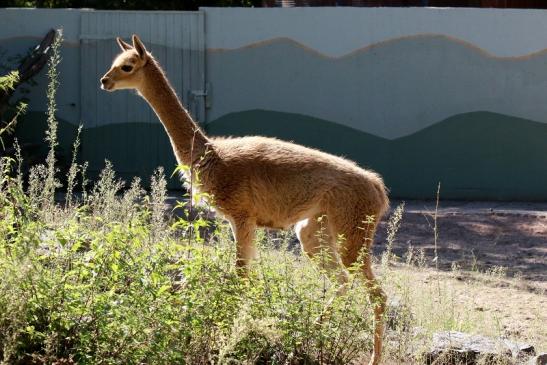 Vikunja Zoo Vivarium Darmstadt 2019