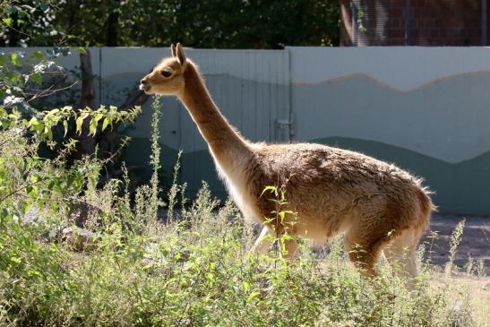 Vikunja Zoo Vivarium Darmstadt 2019