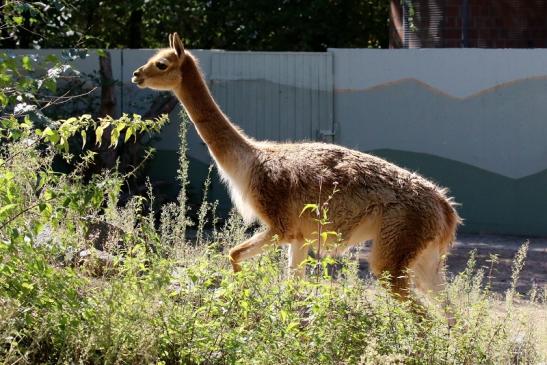 Vikunja Zoo Vivarium Darmstadt 2019