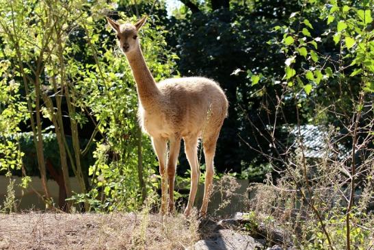 Vikunja Zoo Vivarium Darmstadt 2019