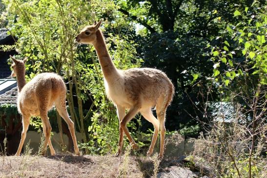 Vikunja Zoo Vivarium Darmstadt 2019