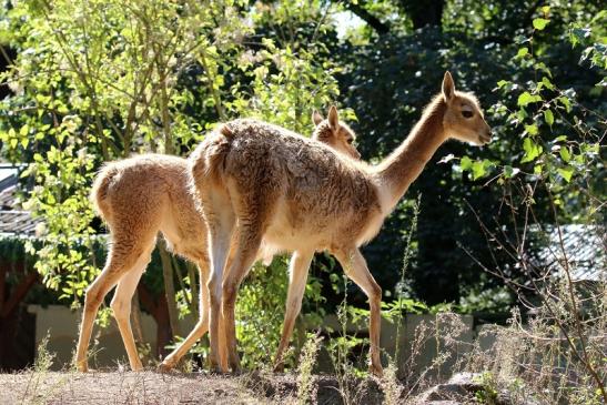 Vikunja Zoo Vivarium Darmstadt 2019