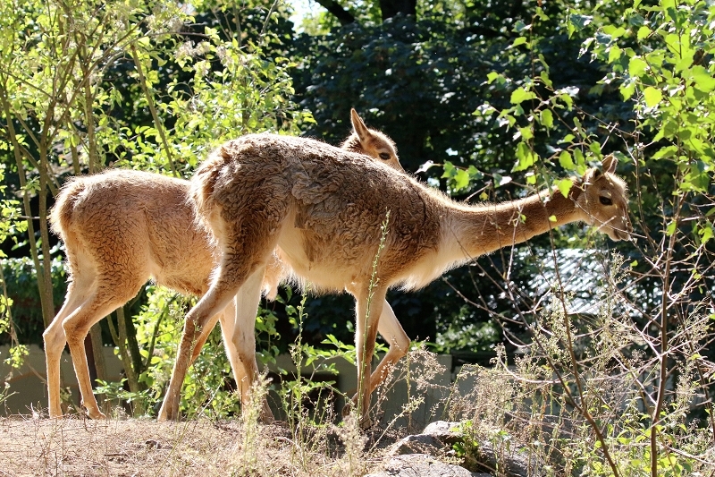 Vikunja Zoo Vivarium Darmstadt 2019