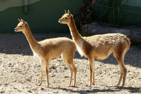 Vikunja Zoo Vivarium Darmstadt 2019