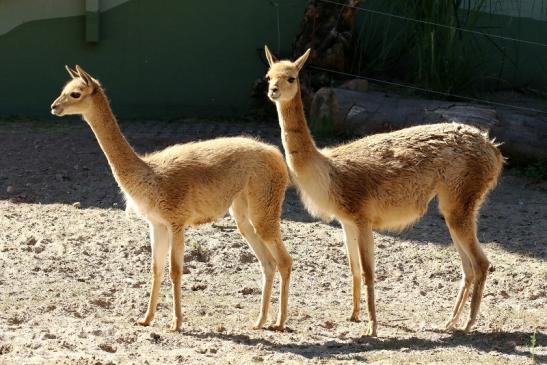 Vikunja Zoo Vivarium Darmstadt 2019