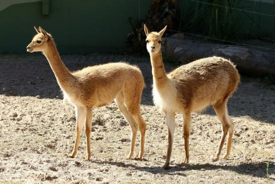 Vikunja Zoo Vivarium Darmstadt 2019