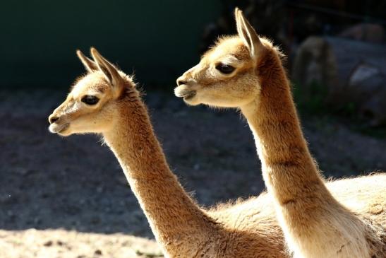 Vikunja Zoo Vivarium Darmstadt 2019