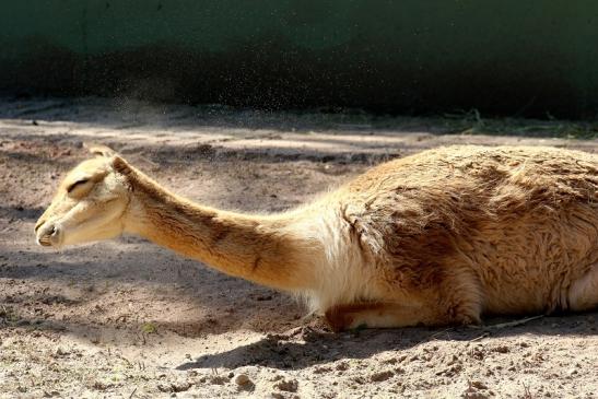 Vikunja Zoo Vivarium Darmstadt 2019