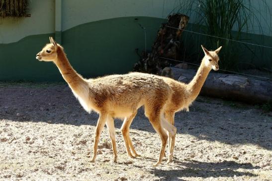 Vikunja Zoo Vivarium Darmstadt 2019