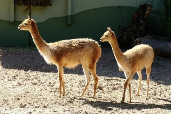 Vikunja Zoo Vivarium Darmstadt 2019