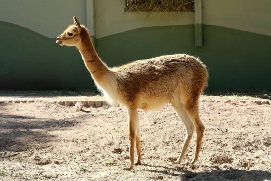 Vikunja Zoo Vivarium Darmstadt 2019