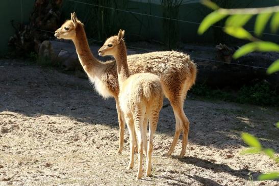 Vikunja Zoo Vivarium Darmstadt 2019