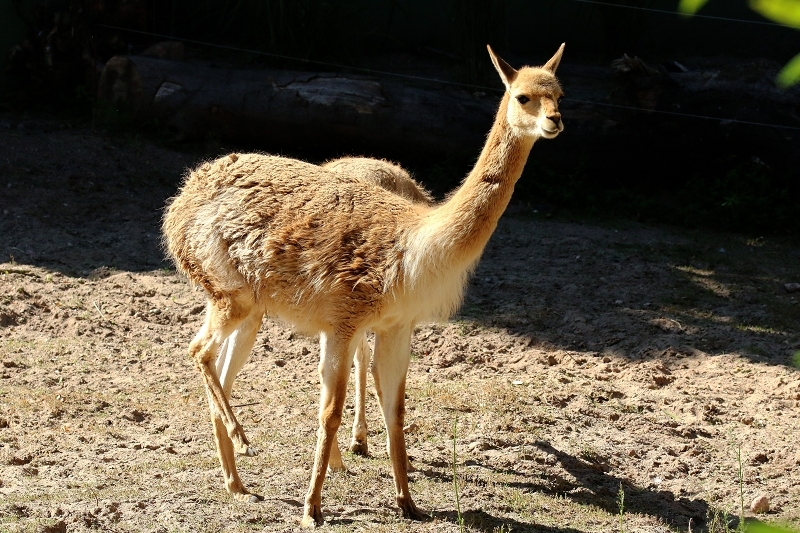 Vikunja Zoo Vivarium Darmstadt 2019
