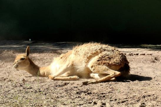 Vikunja Zoo Vivarium Darmstadt 2019