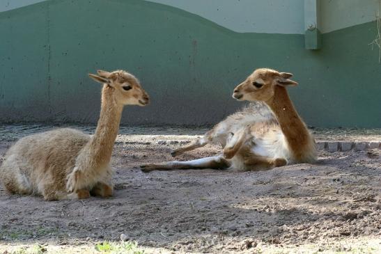 Vikunja Zoo Vivarium Darmstadt 2019