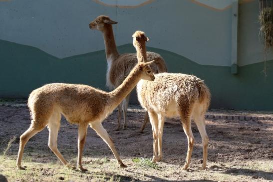 Vikunja Zoo Vivarium Darmstadt 2019