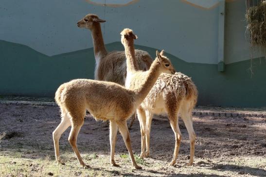 Vikunja Zoo Vivarium Darmstadt 2019