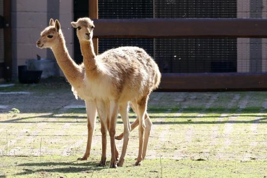 Vikunja Zoo Vivarium Darmstadt 2020