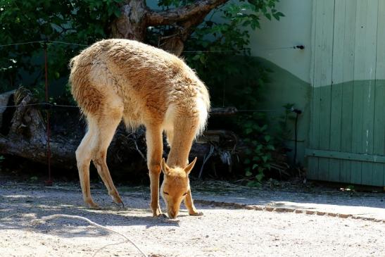 Vikunja Zoo Vivarium Darmstadt 2020