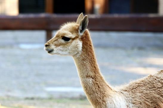 Vikunja Zoo Vivarium Darmstadt 2020