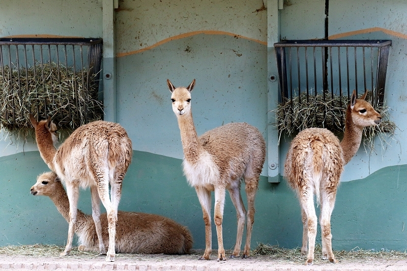 Vikunja Zoo Vivarium Darmstadt 2020