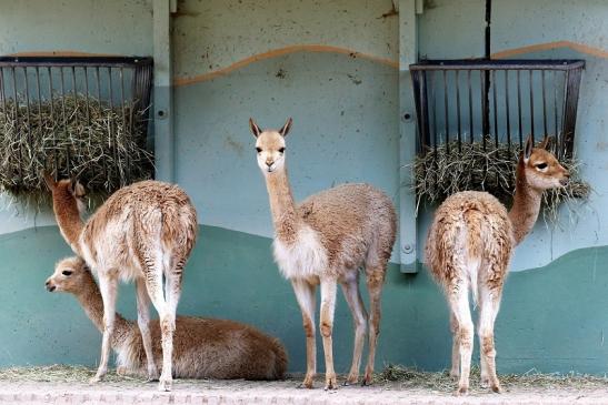 Vikunja Zoo Vivarium Darmstadt 2020