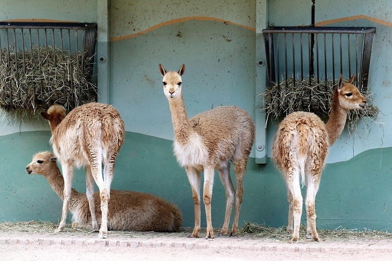Vikunja Zoo Vivarium Darmstadt 2020