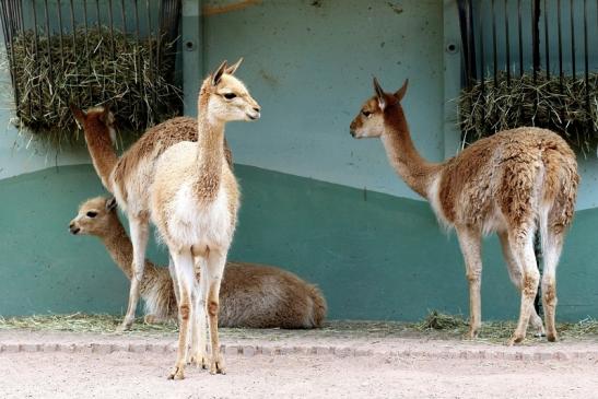 Vikunja Zoo Vivarium Darmstadt 2020