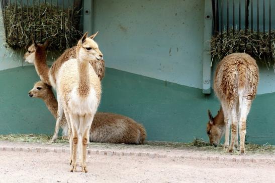 Vikunja Zoo Vivarium Darmstadt 2020